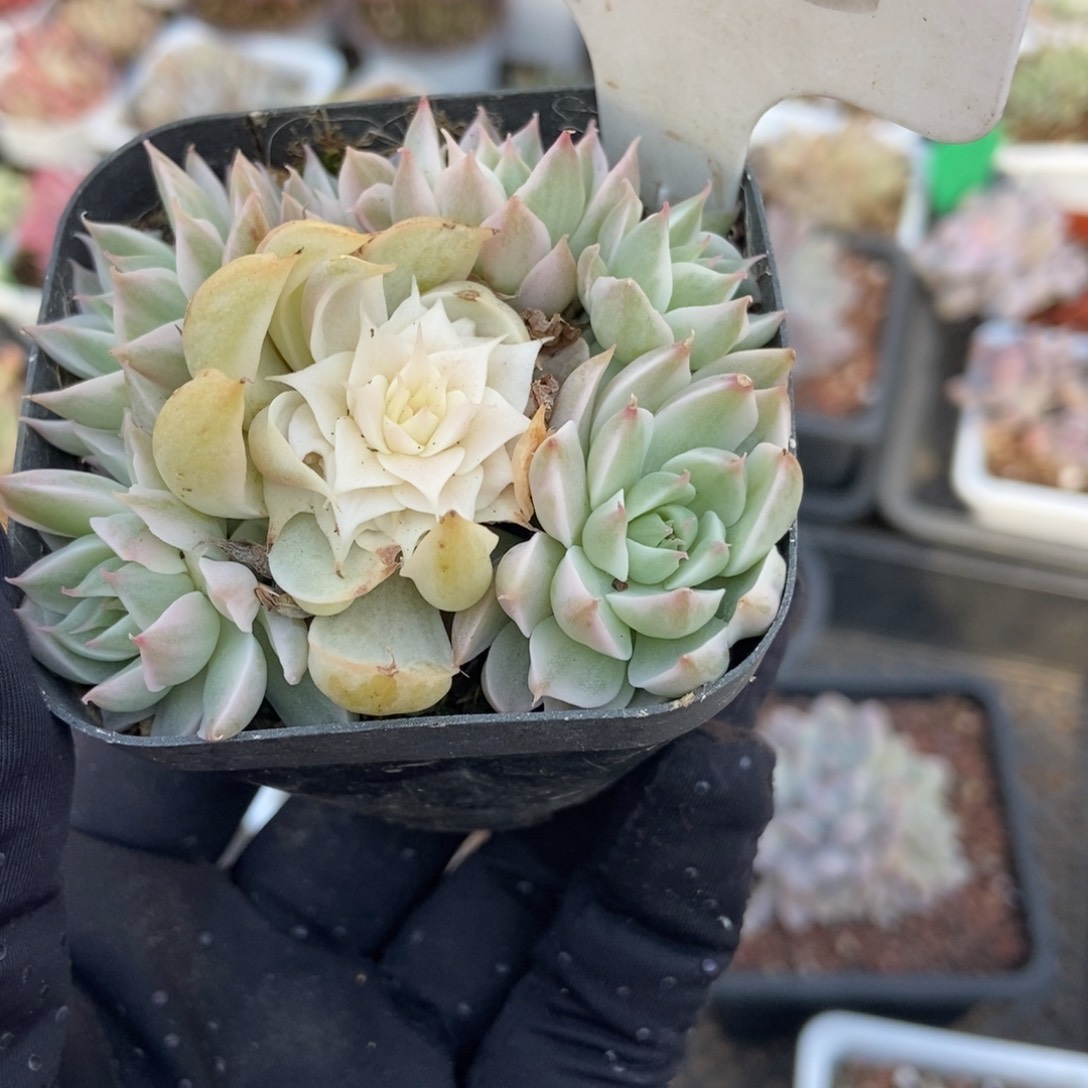 992玛格丽特锦多肉植物