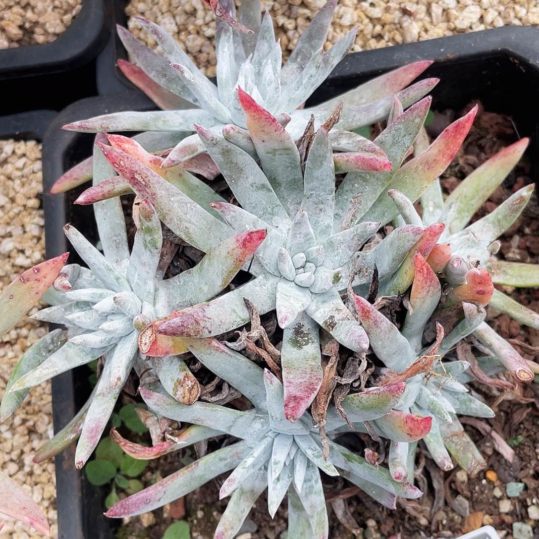 海瑟老桩多头0449
