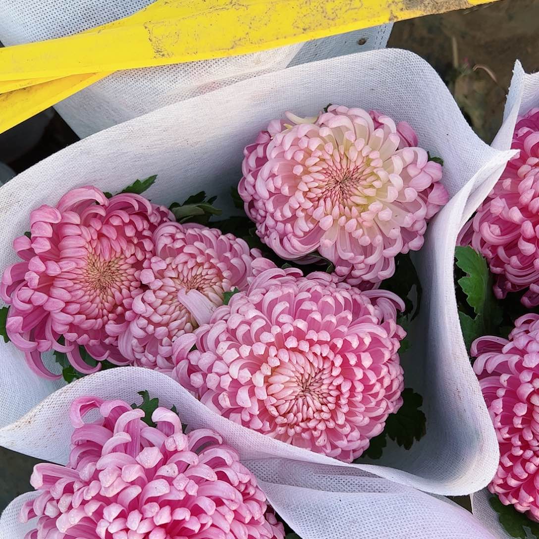 完全开放粉华粉水晶