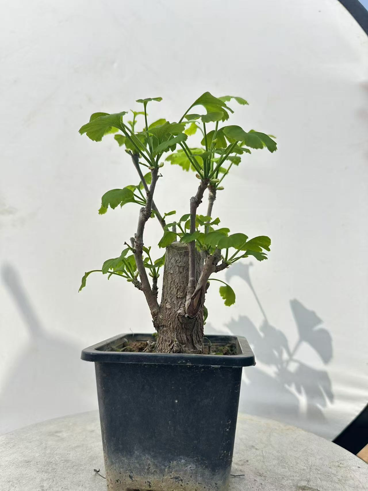 银杏微型盆景精小型树苗盆栽适合办公室室内摆放