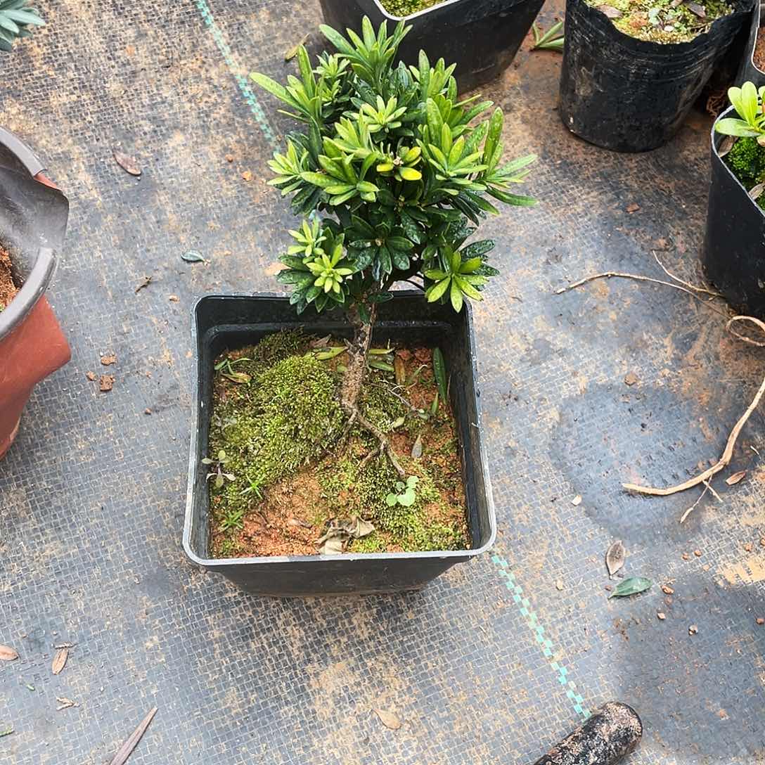 J***m完全开放罗汉松盆景罗汉松