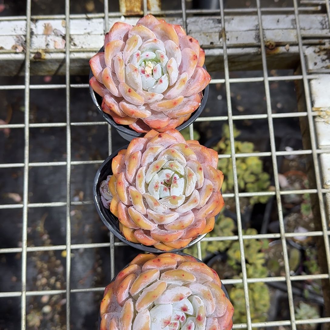 雪天使多肉植物精品