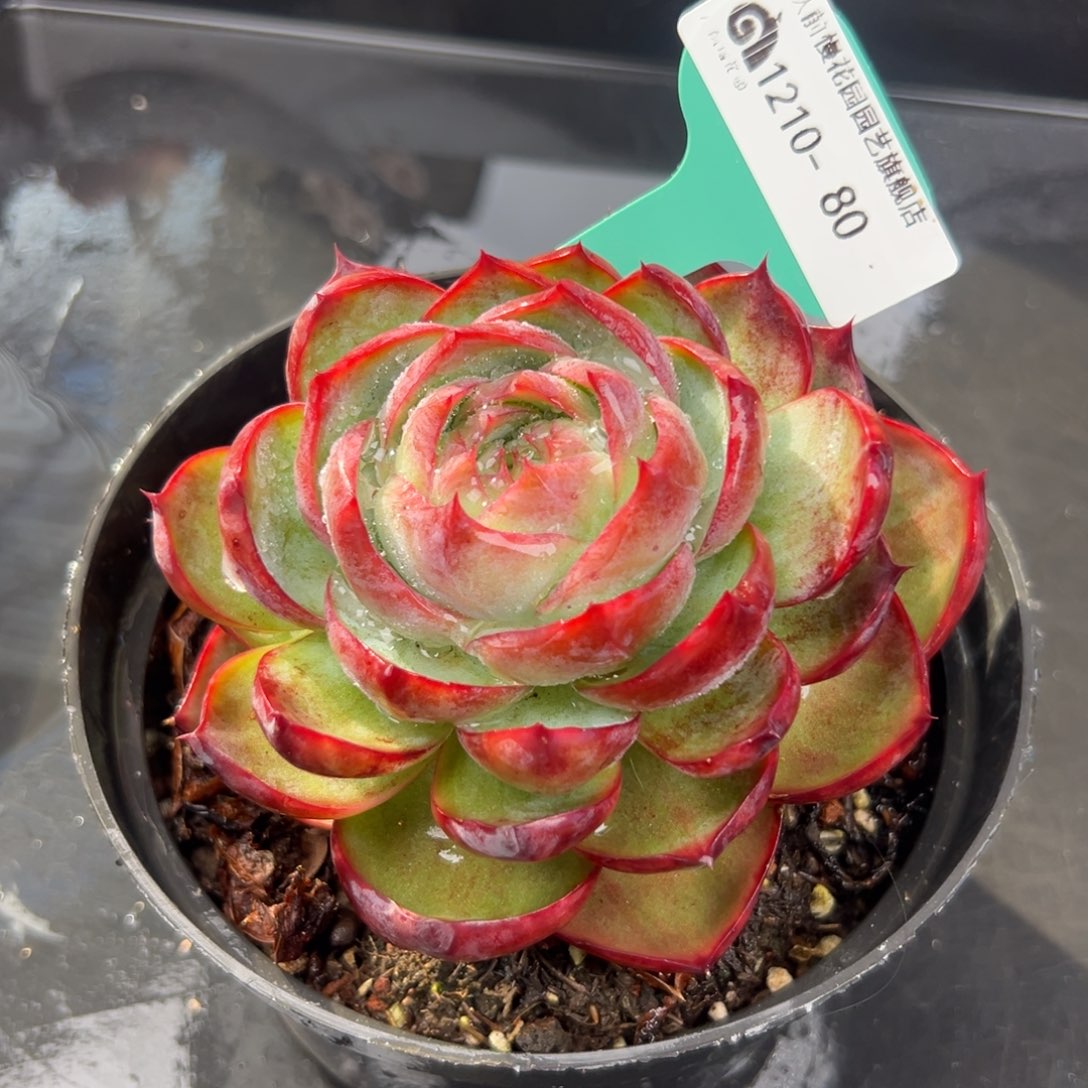 从前慢花园多肉编号1210-80