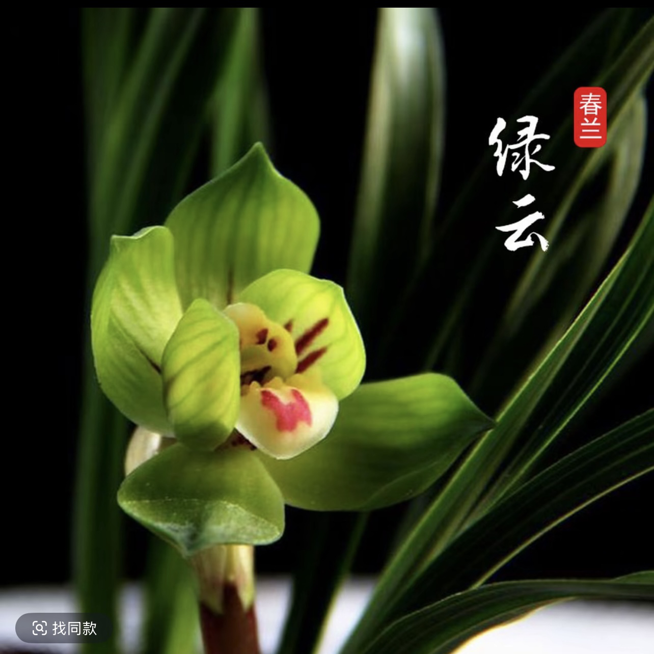 【绿云】春兰荷瓣奇花，浓香兰花室内绿植盆栽花卉