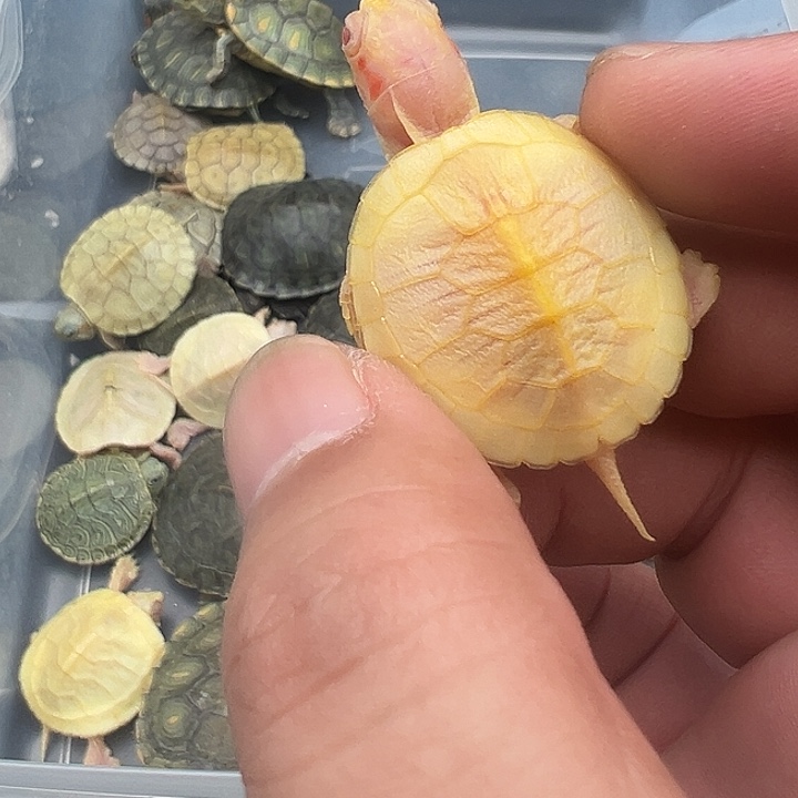 绿毛龟母金粉1111