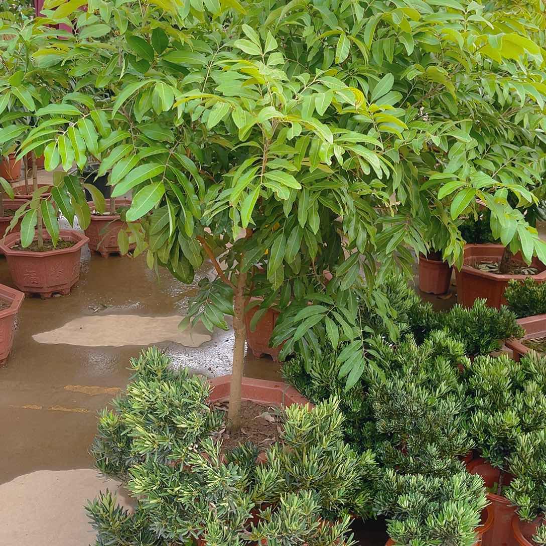 用***4完全开放果树果树11111