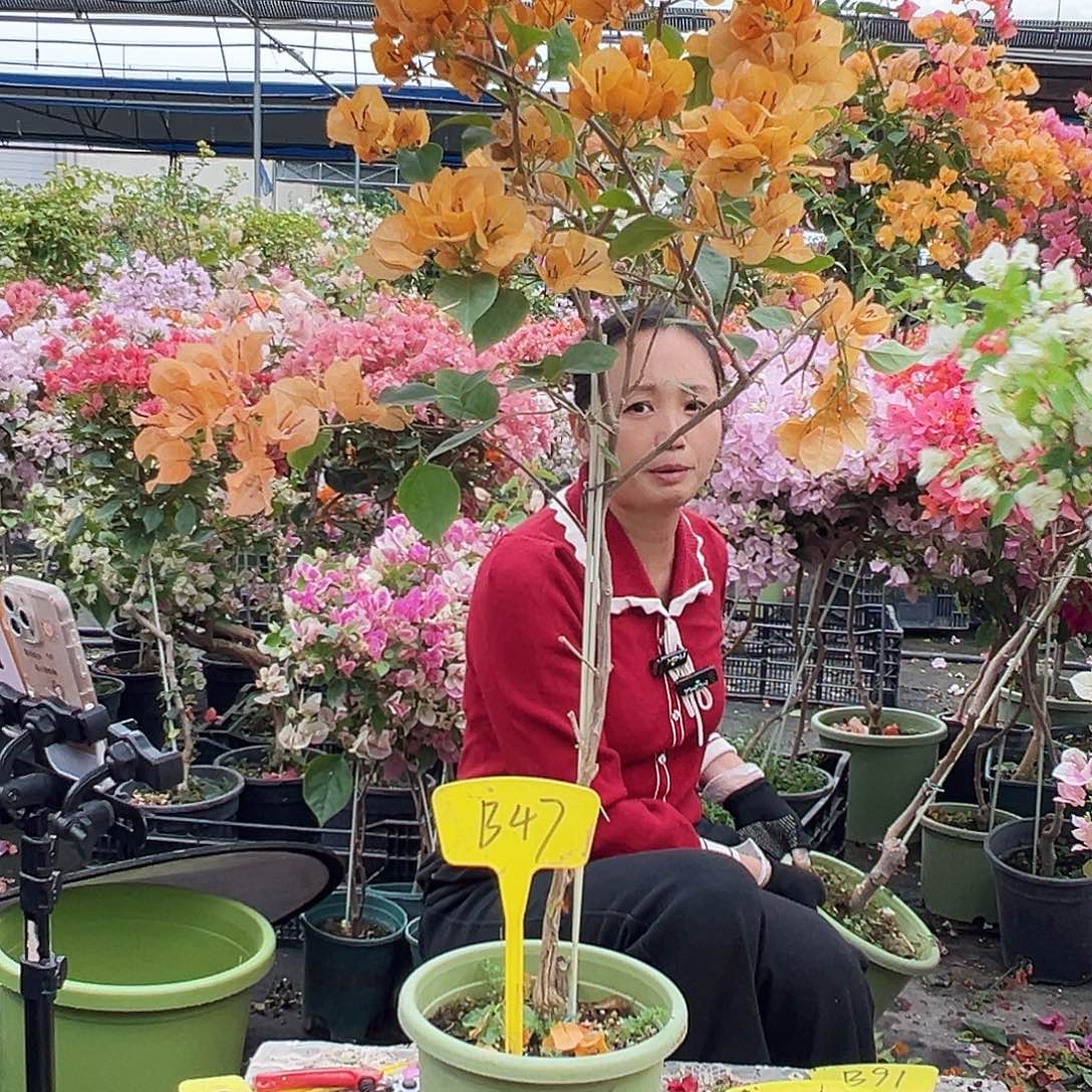 嘞***啊大部分花苞少量开放B47金色光辉