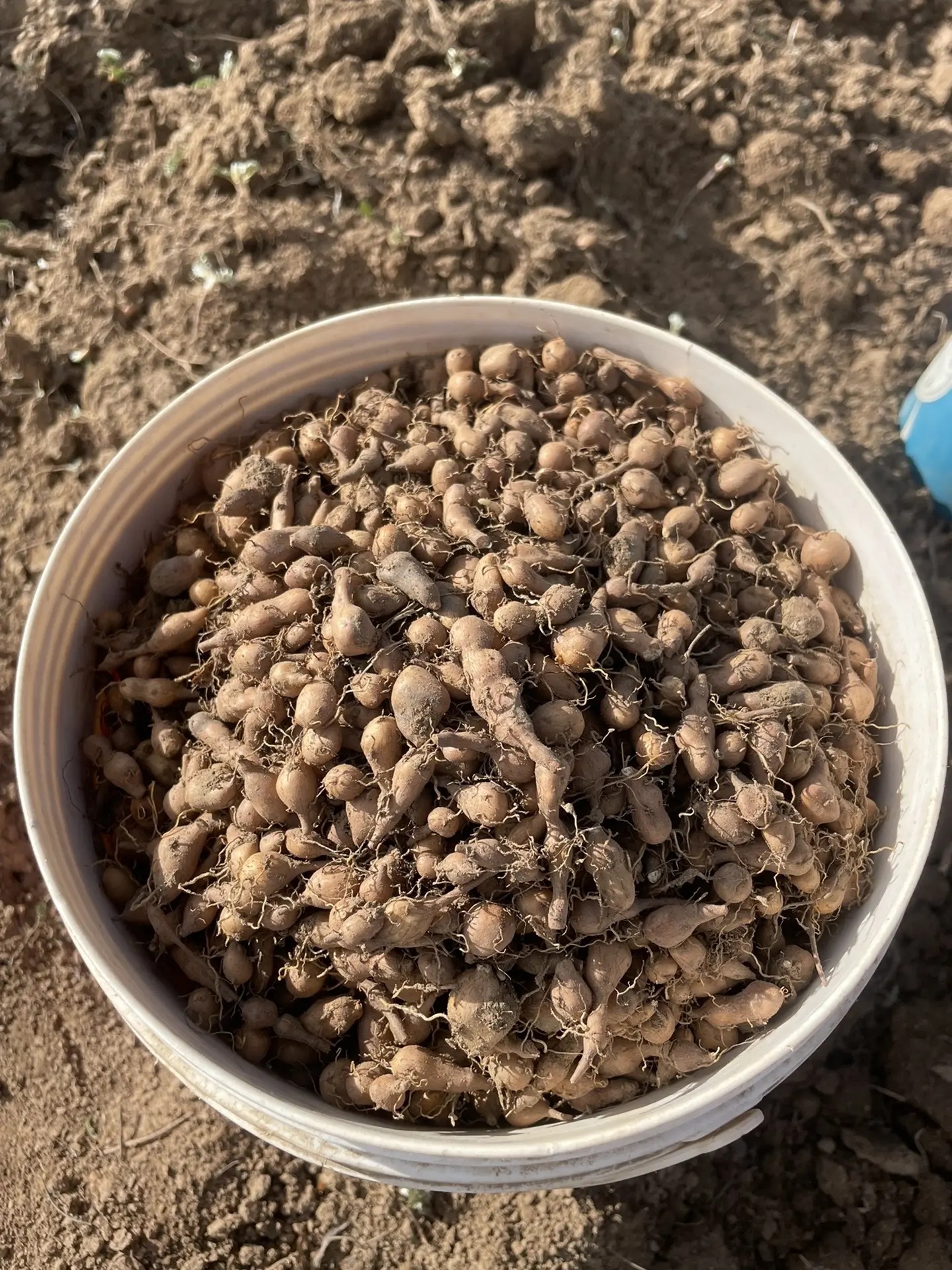 西藏蕨麻人参果包邮