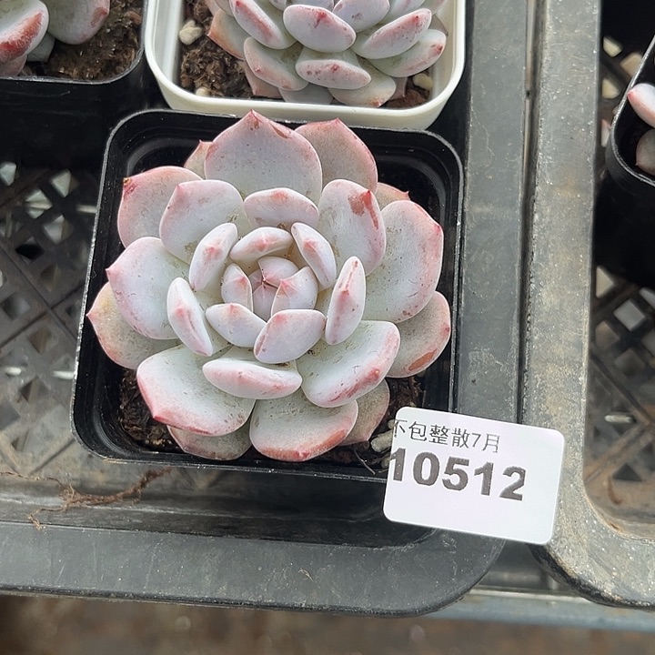 阿雅园艺。    10512星星橙