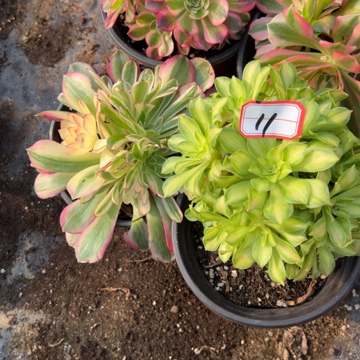 多肉植物11不售后