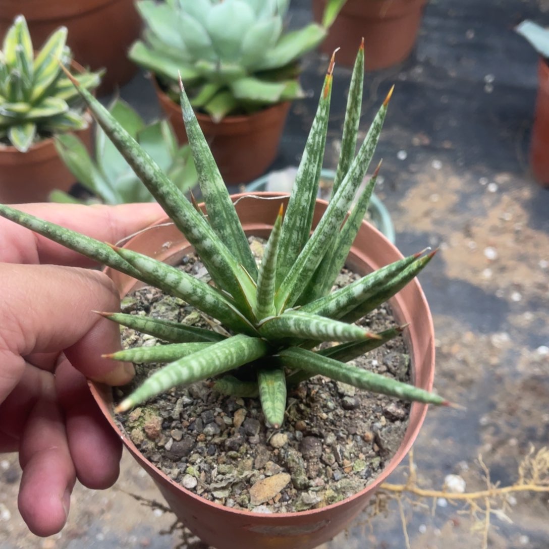 虎皮兰系列耐旱植物