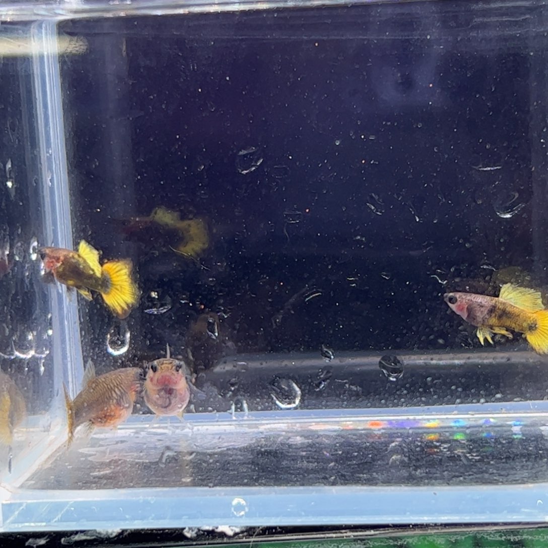 孔雀鱼向日葵两对111111