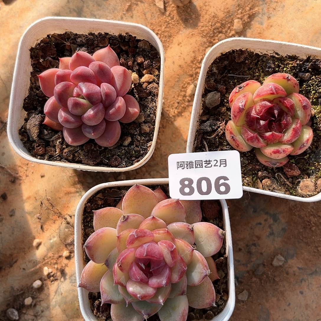 阿雅园艺。 不售后806