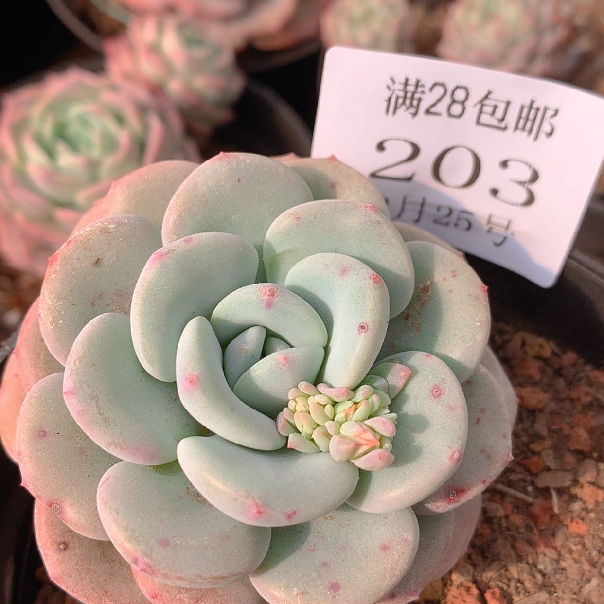 【闪购商品】云203号