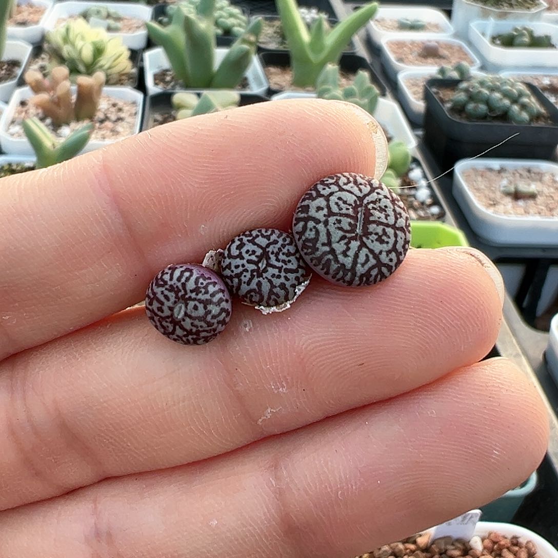 1****1多肉肉锥 rr714