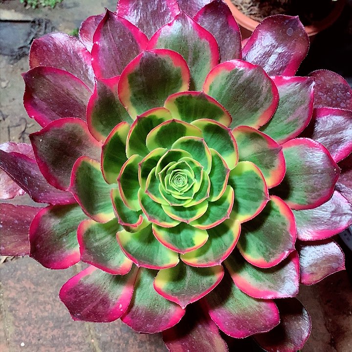 魅影的，多肉植物