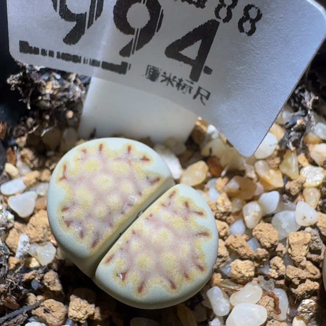zzzz精品生石花994
