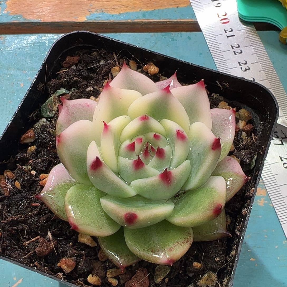 吉娃娃锦，半覆轮锦