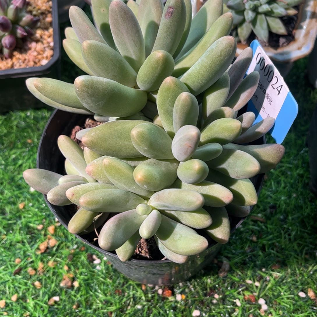 糖果美人一物一拍24