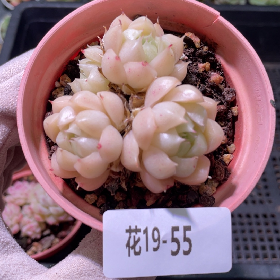 花利美19-55麦秆群