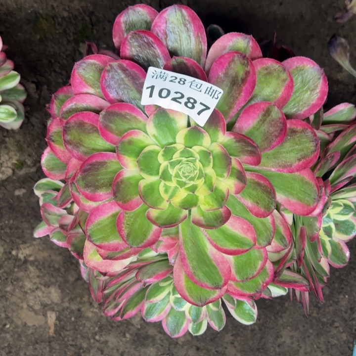 10287南水中月多肉植物