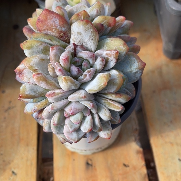 秋可园艺 星影石化群