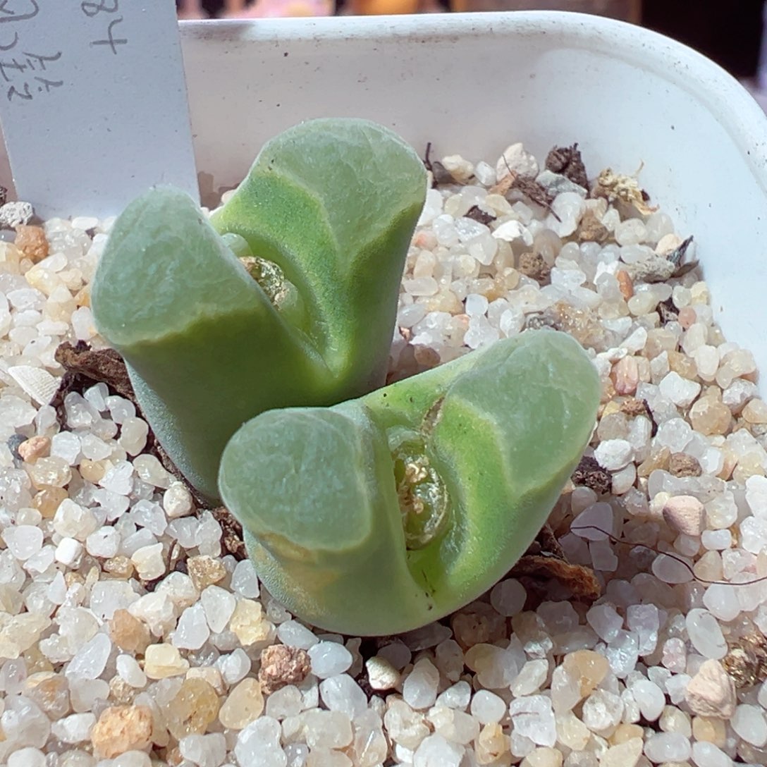 1231-599多肉多日