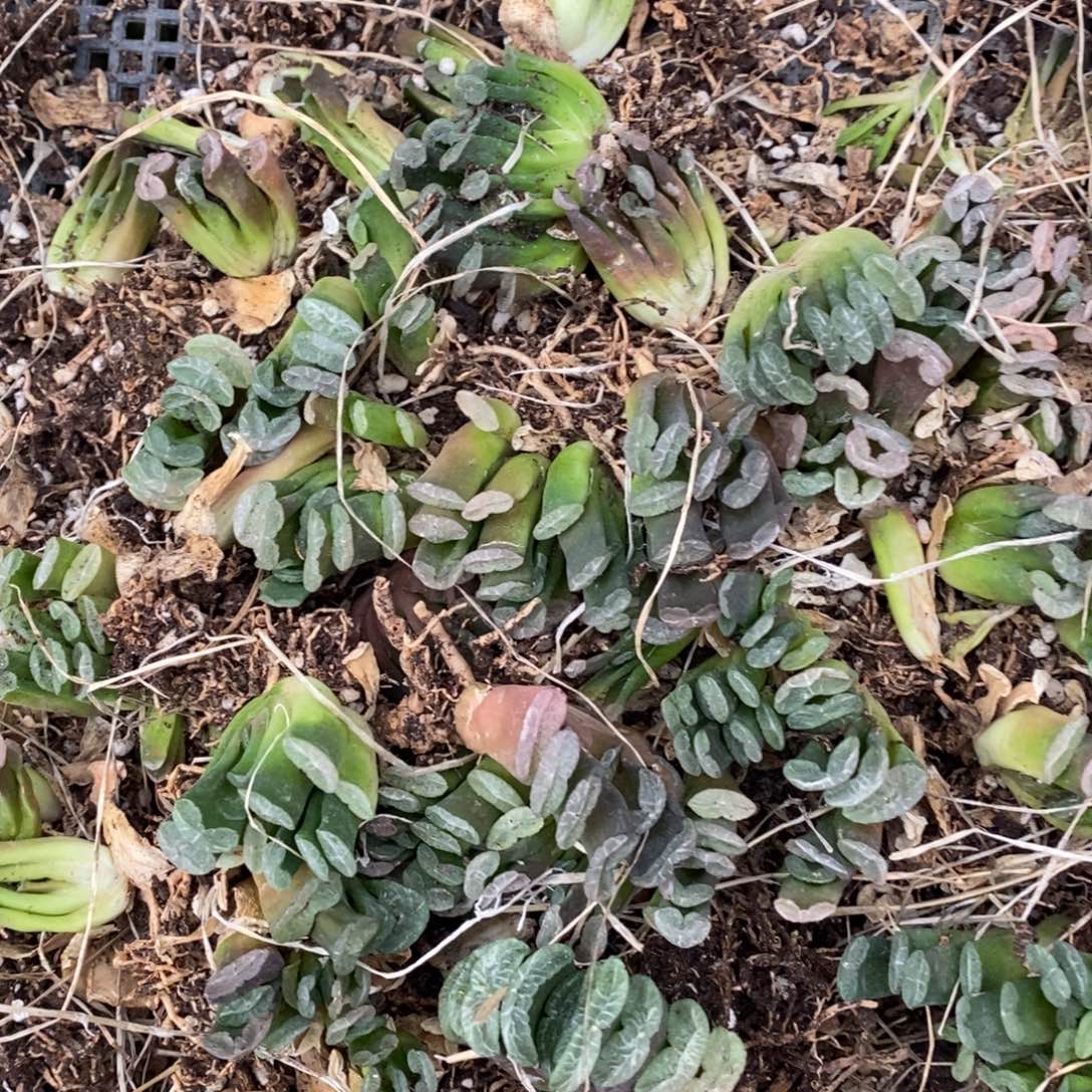 2319 一颗实生小玉扇 整点福利