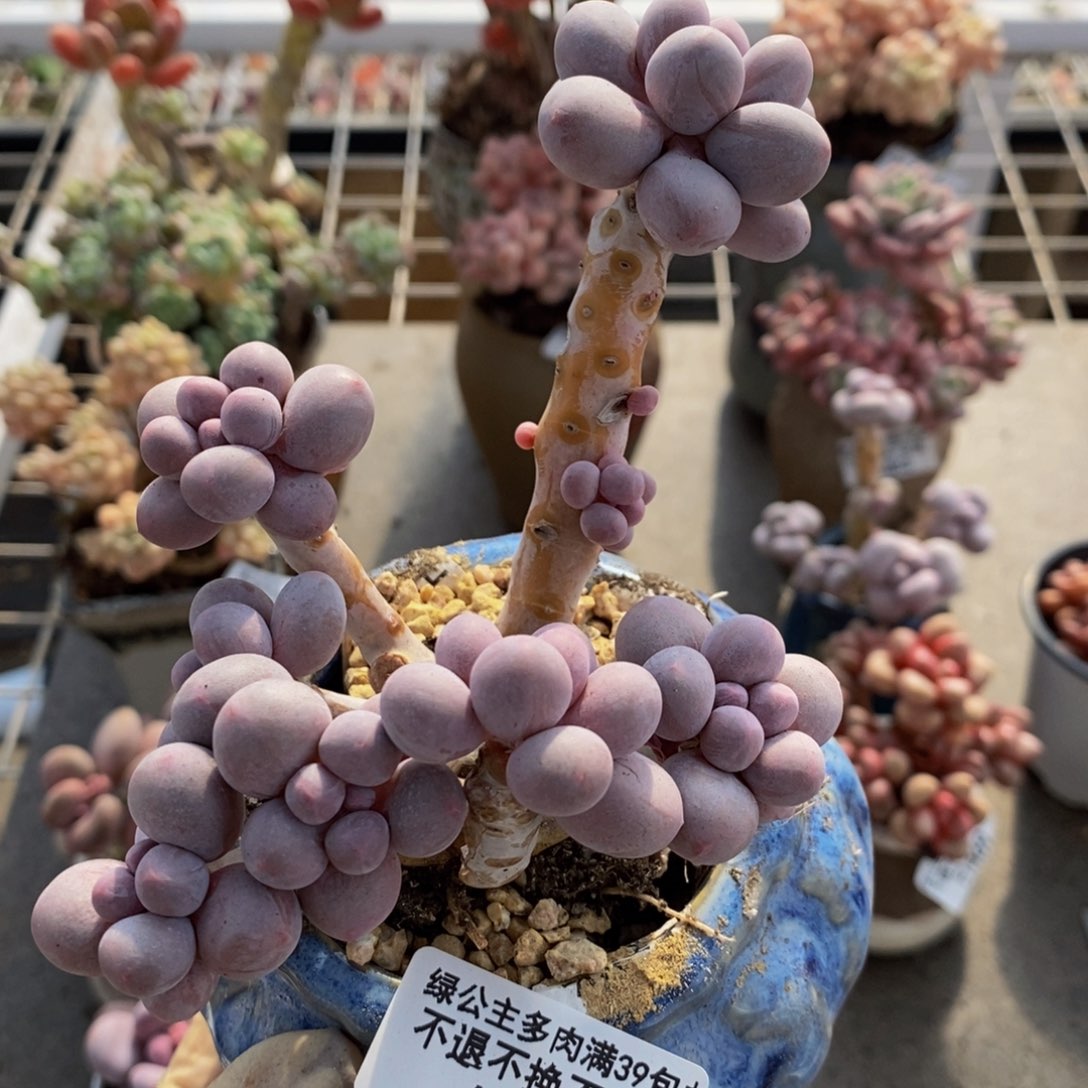 香水手指915/10cm有砍特