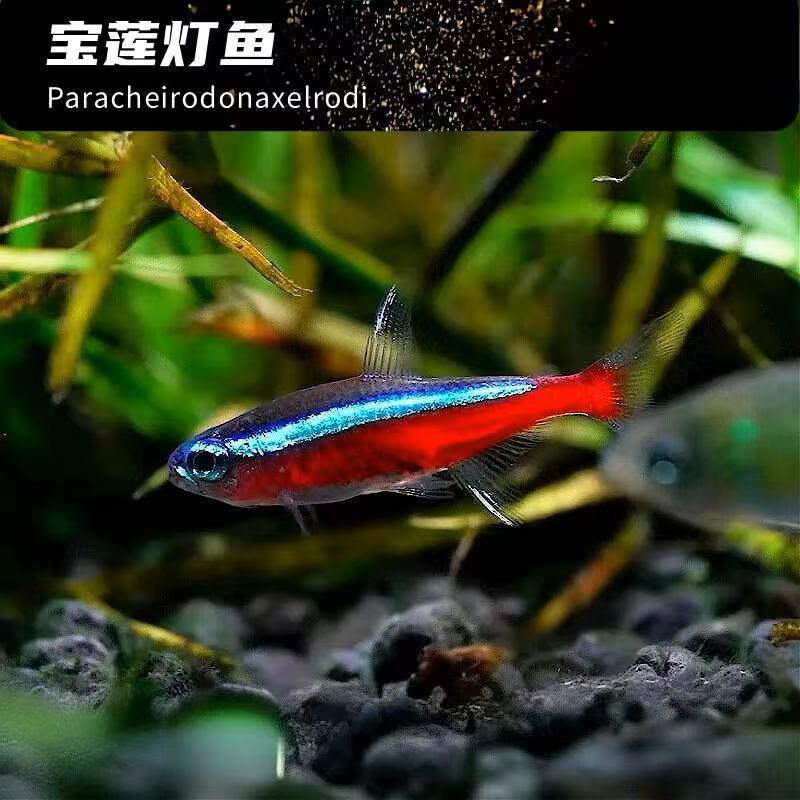 【热带鱼】宝莲灯鱼进口宝莲灯红绿灯科鱼小型热带观赏鱼草缸群游鱼