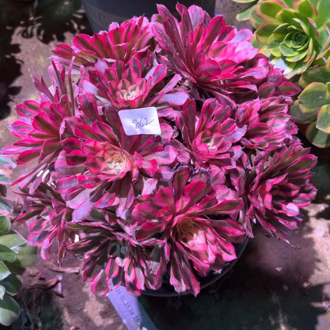 多肉植物红铜白862