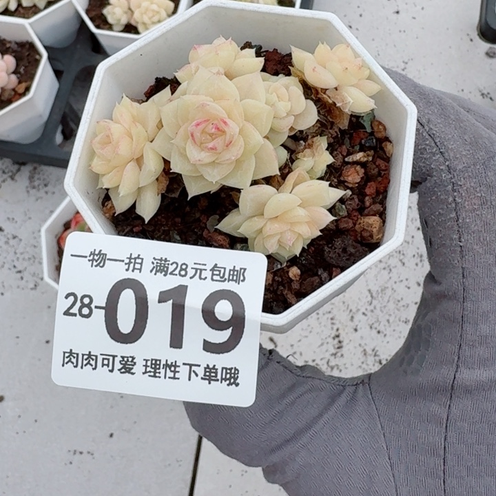 白天鹅无盆土无盆土发货