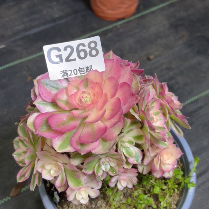 瑞妈多肉园艺 268