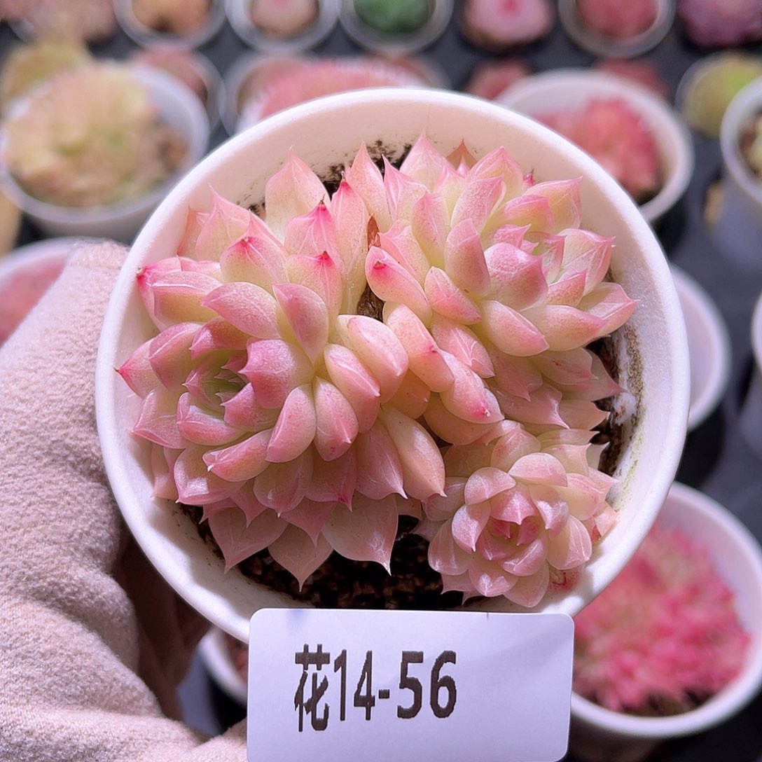 花利美14-56女王玫瑰群