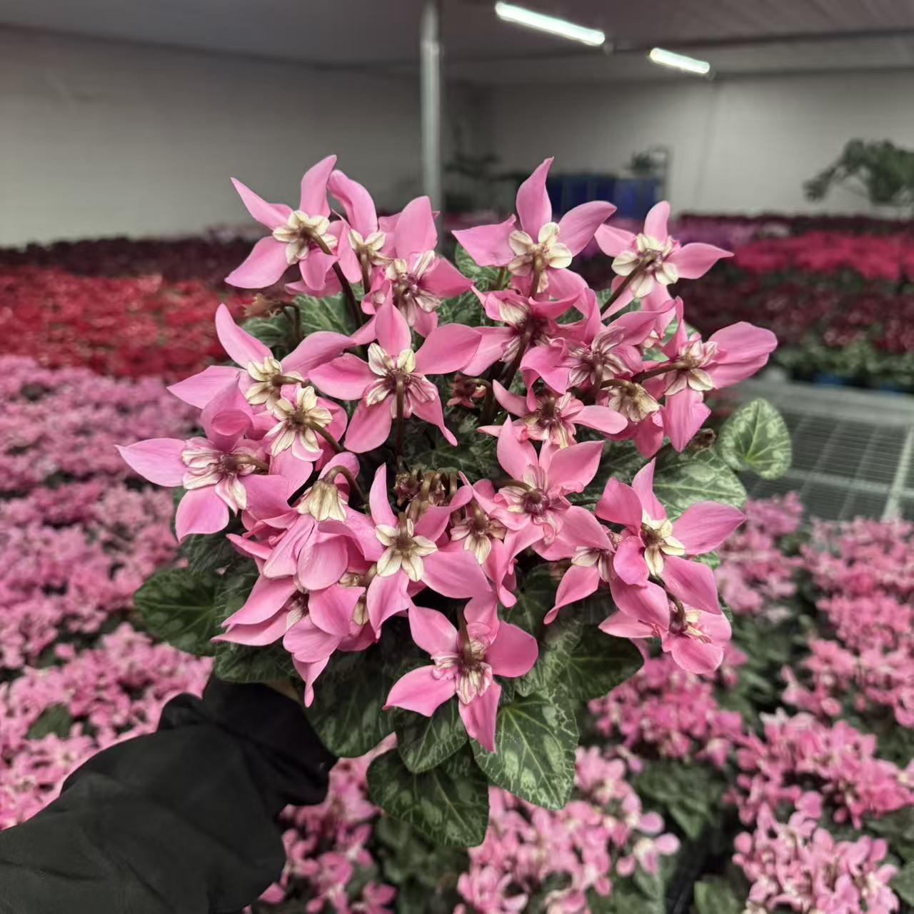 【李先生】鲑红蝶衣~仙客来一代大花室内观赏盆栽