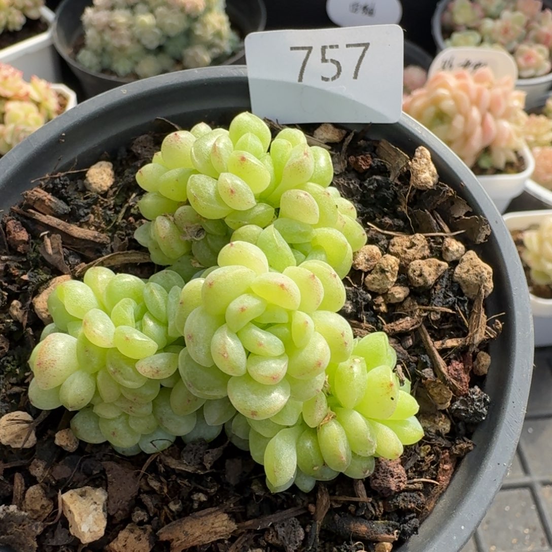 一物一拍一物一拍12-14-757