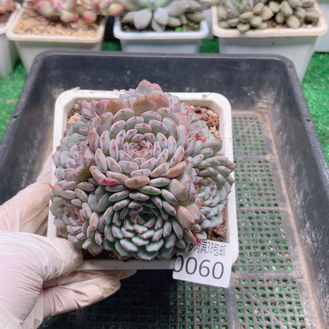 多肉一物一拍植物0060