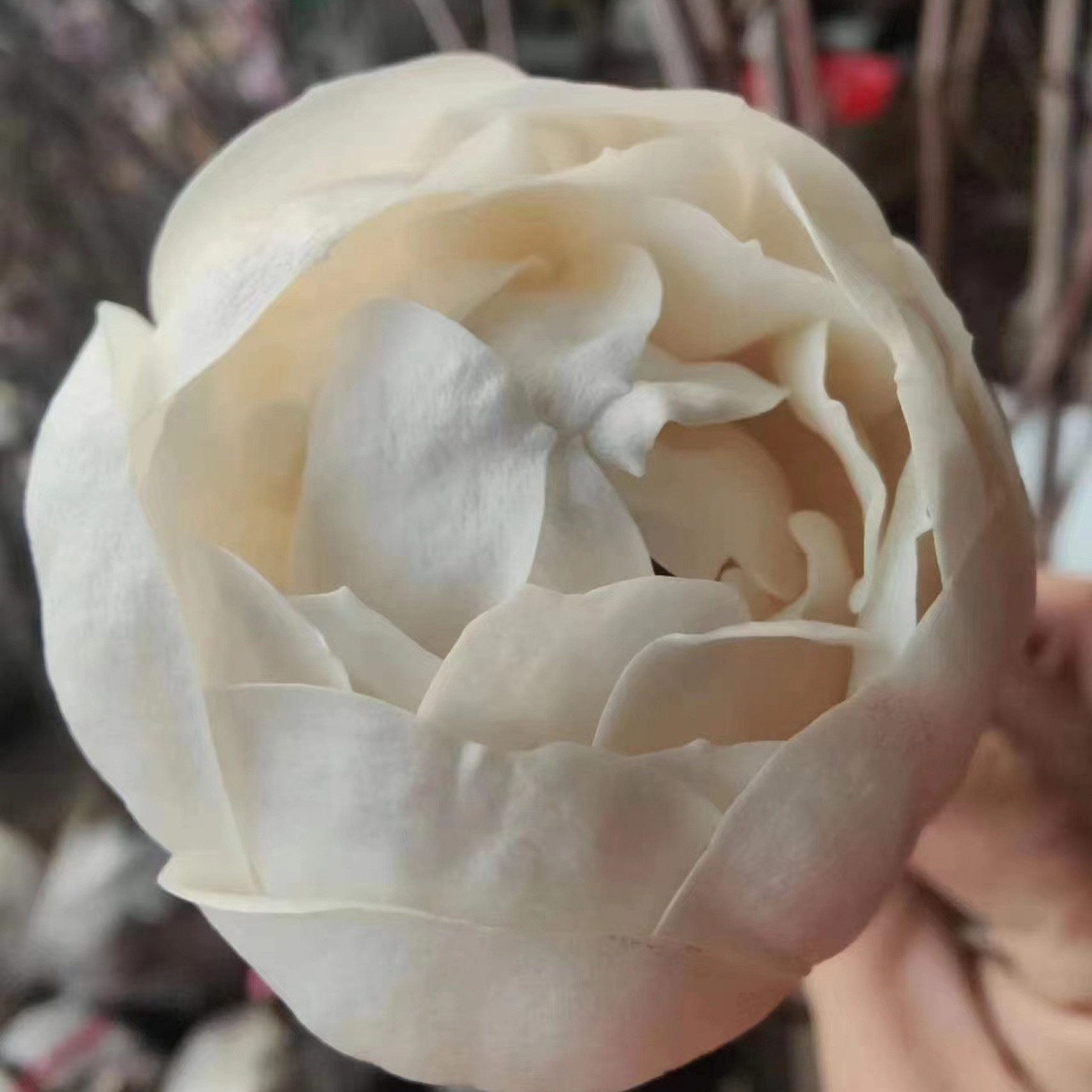 白色玉灯玉兰花白牡丹玉兰花