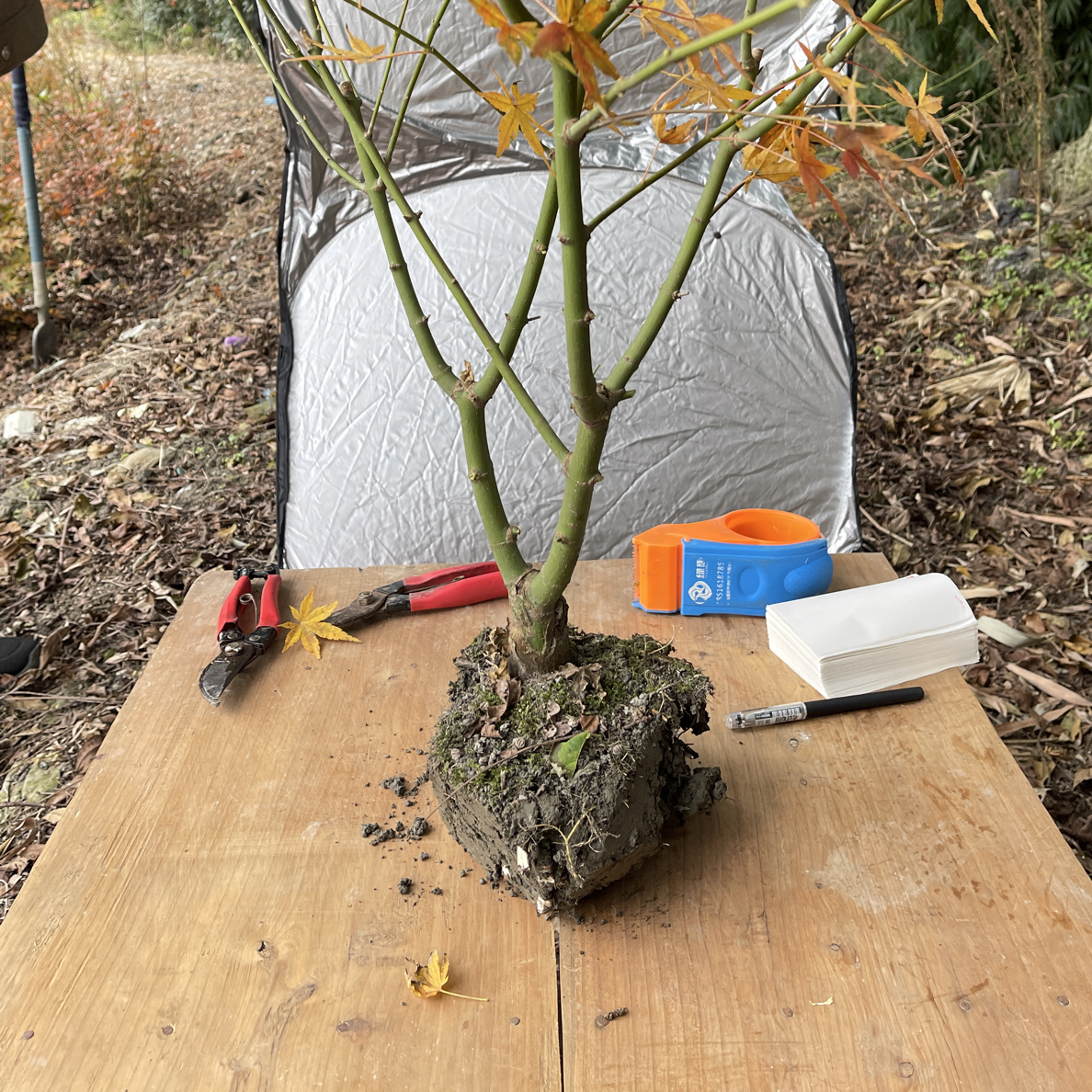 小叶鸡抓槭红枫微盆景四季颜色变化庭院阳台植物观枝