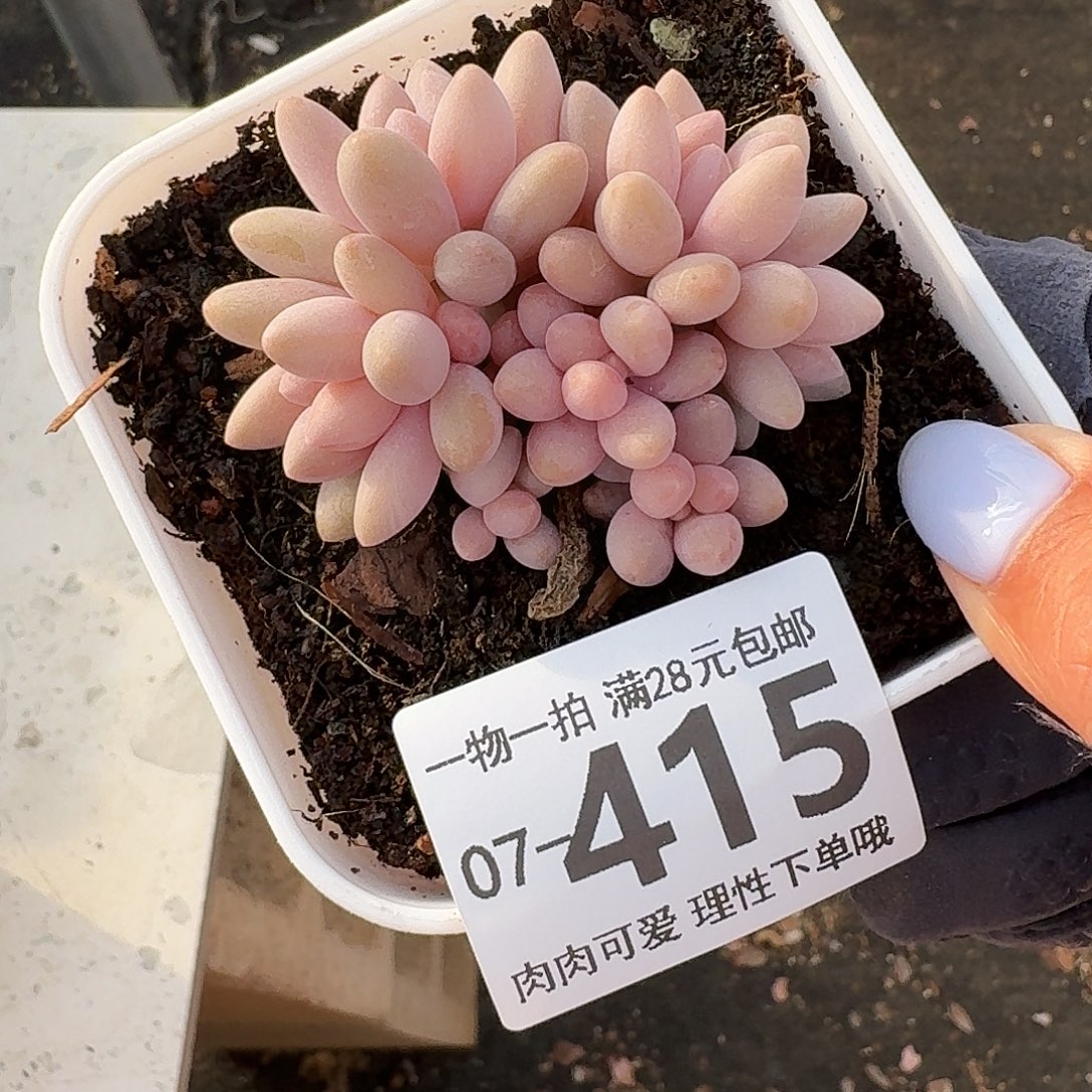 星黛露无盆无发货女