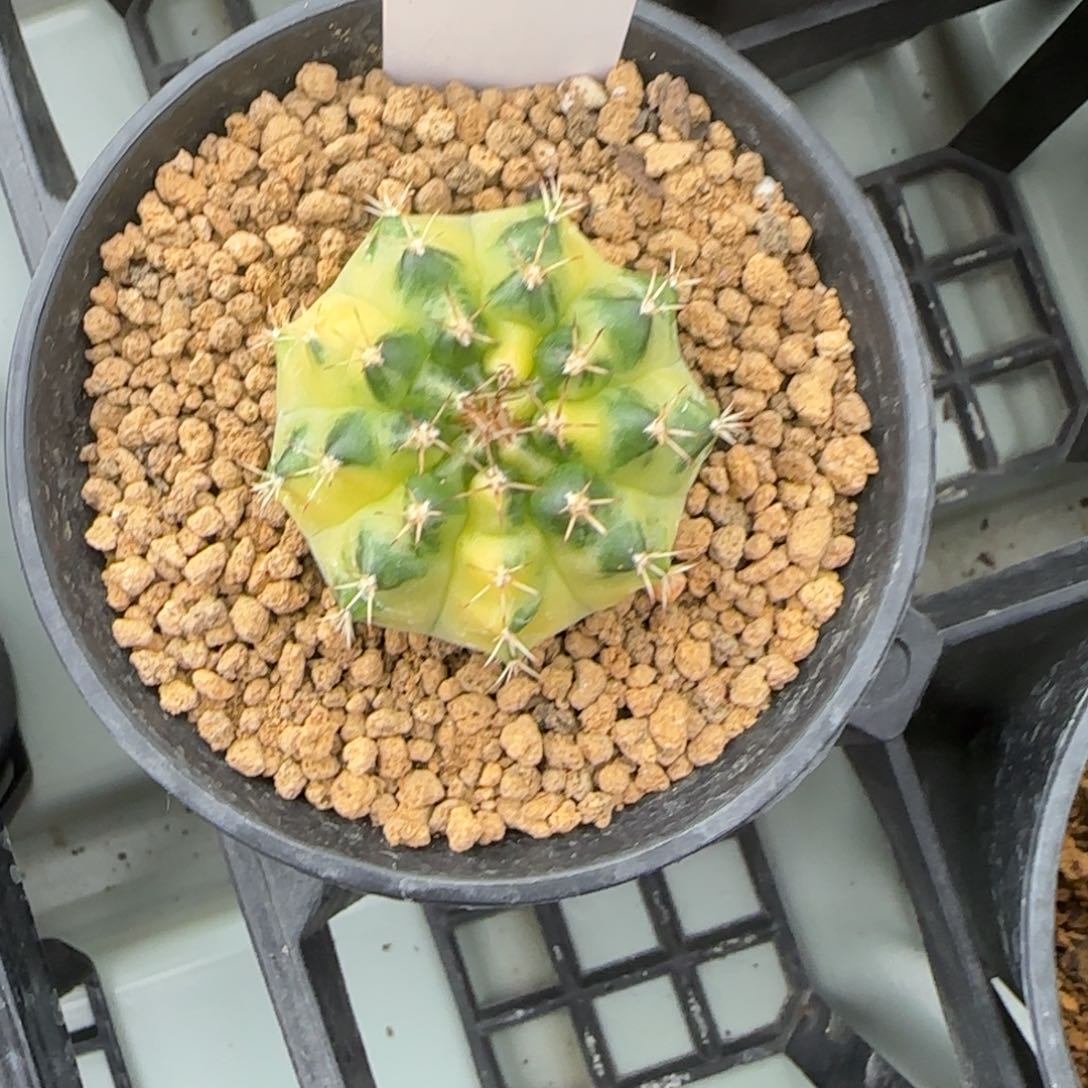 141-0215月冠脱土发多肉