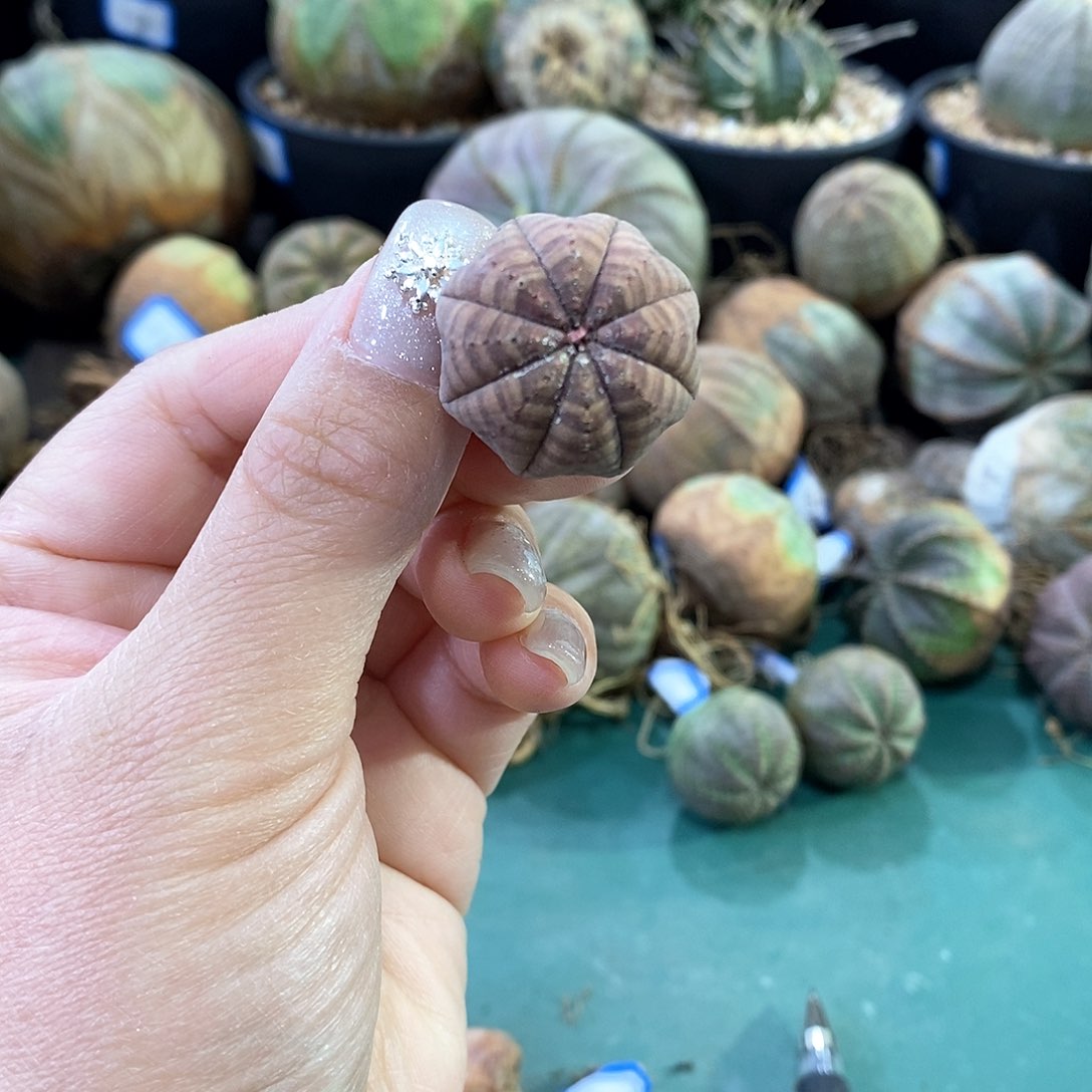 欧系布纹球多肉植物