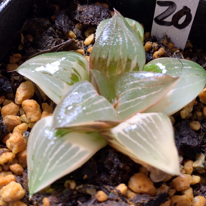 西山寿锦带盆土发货