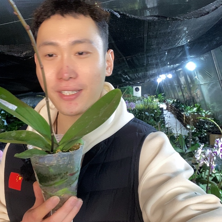 无花朵第一名蝴蝶兰