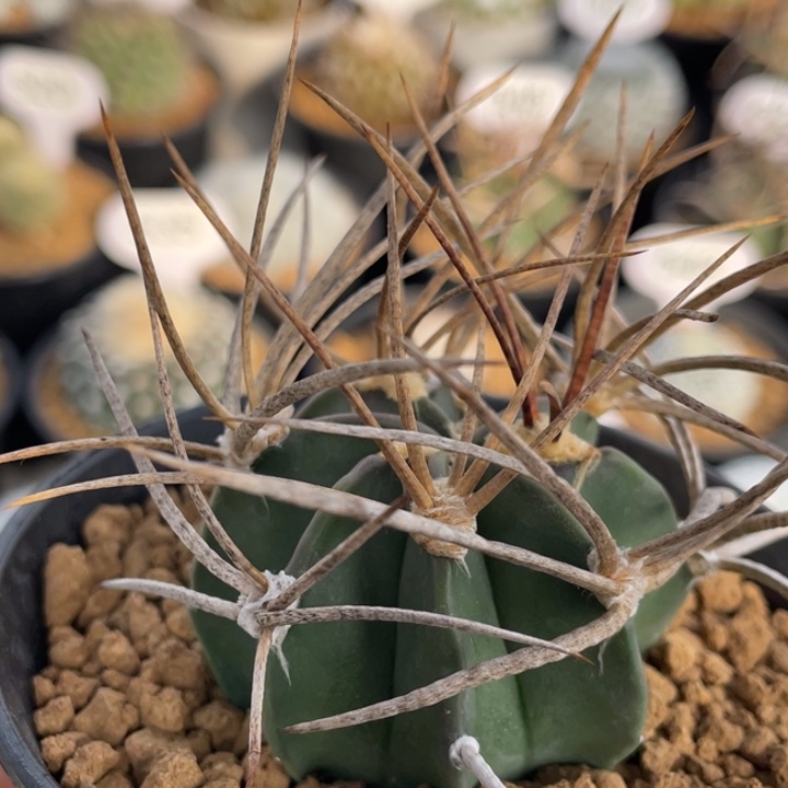 水牛大凤玉        实生根