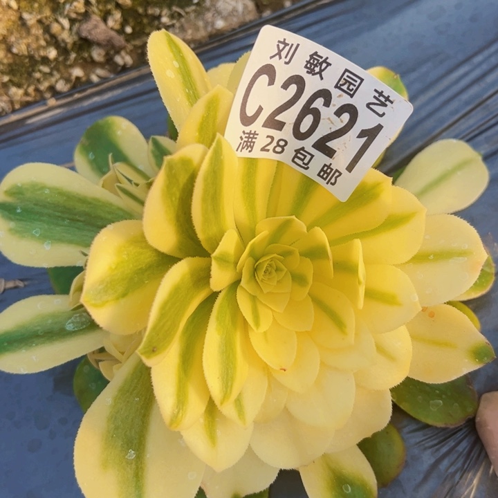 2621辛尼亚多肉植物法师