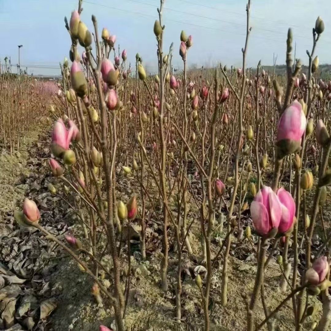 【矮化玉兰】紫玉兰抗严寒耐高温南北方都可种