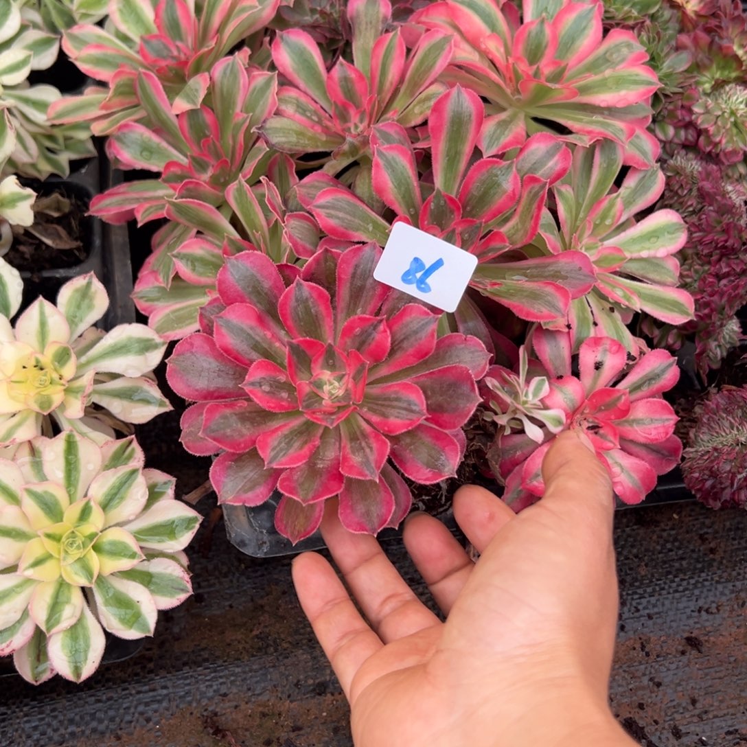 86三颗苗多肉20保佑花样年华