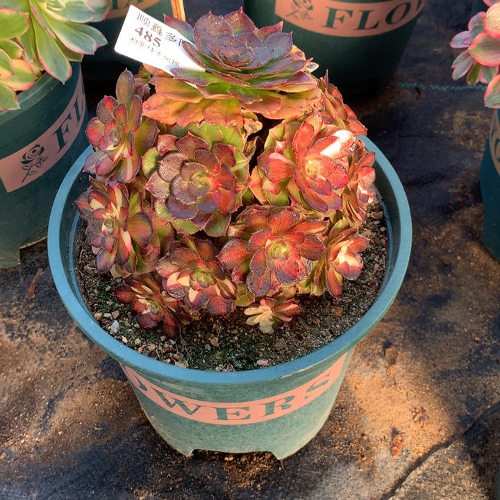 485海王七彩多肉植物特价