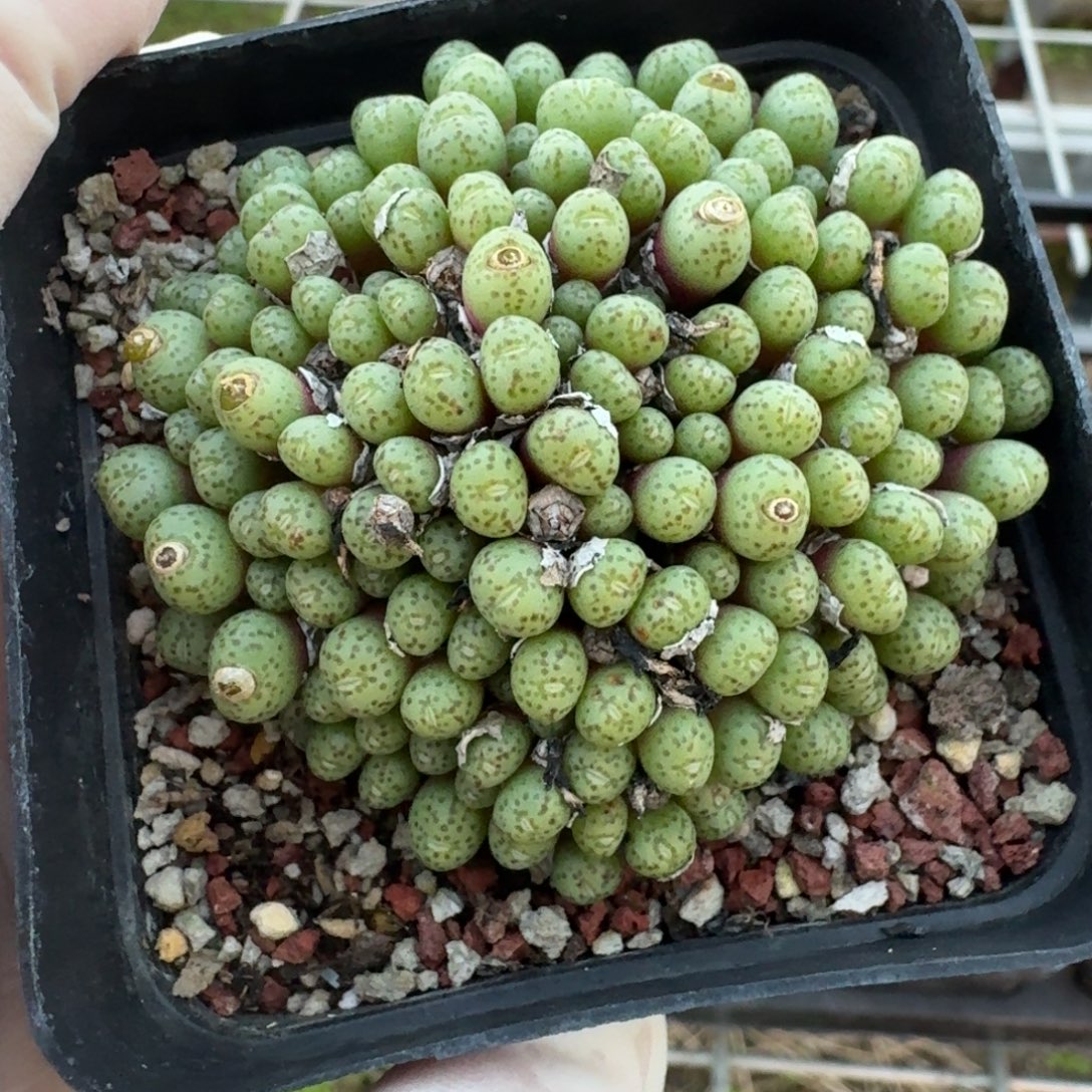 煮***茶1225-022相思豆肉锥肉锥